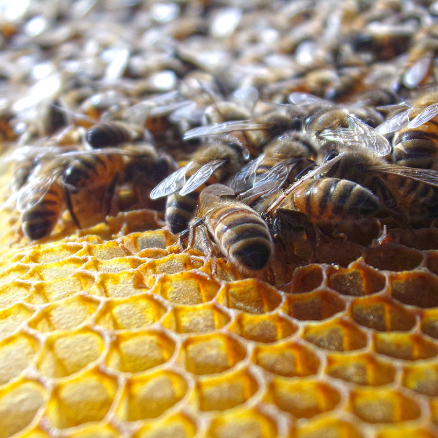 Il Nostro Miele 6 Apicoltori Villa Civena Sovizzo