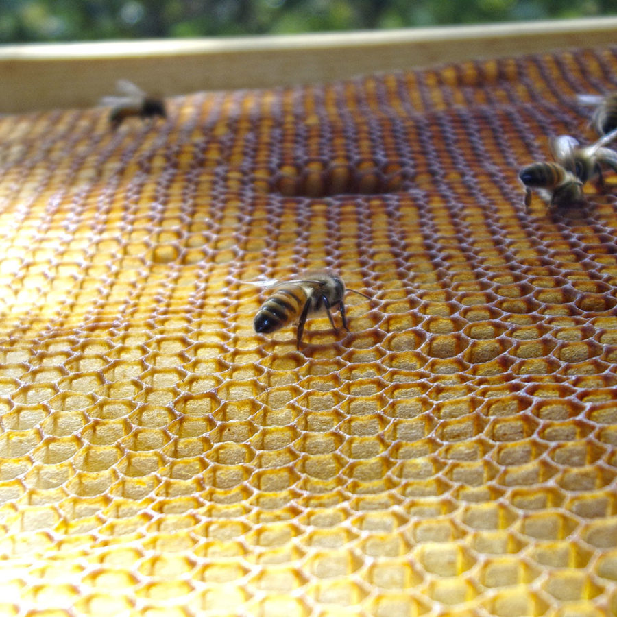 Il Nostro Miele 1 Apicoltura Villa Civena Sovizzo