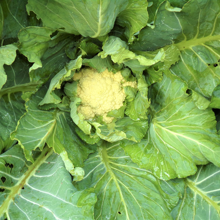 I Nostri Prodotti Agricoli 2 Cavolfiore
