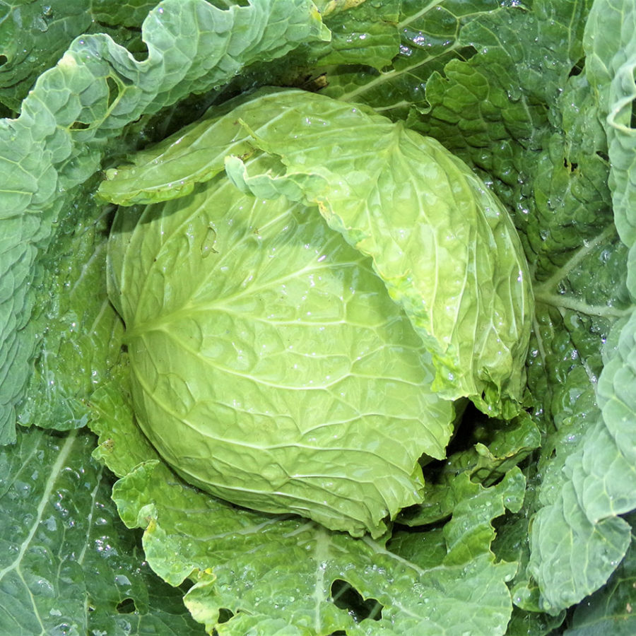 I Nostri Prodotti Agricoli 3 Cavolo Verza