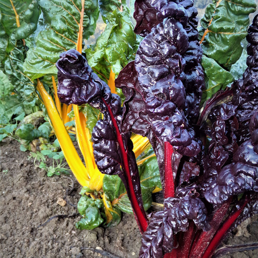 I Nostri Prodotti Agricoli 4 Coste