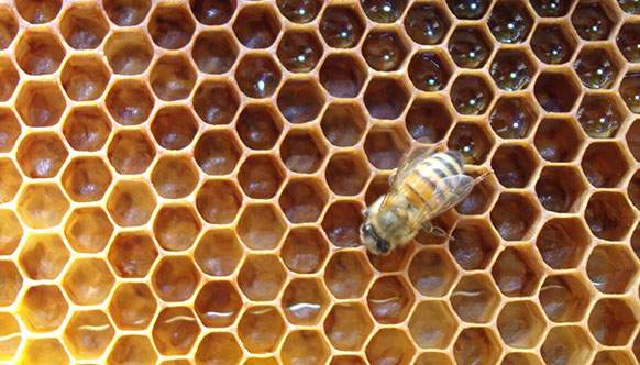 Idromele Villa Civena