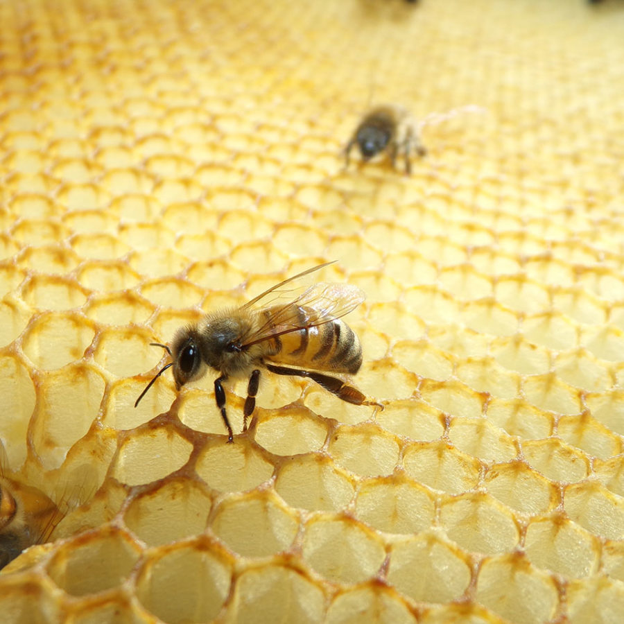 Il Nostro Miele 7 Produttori Miele Villa Civena Sovizzo