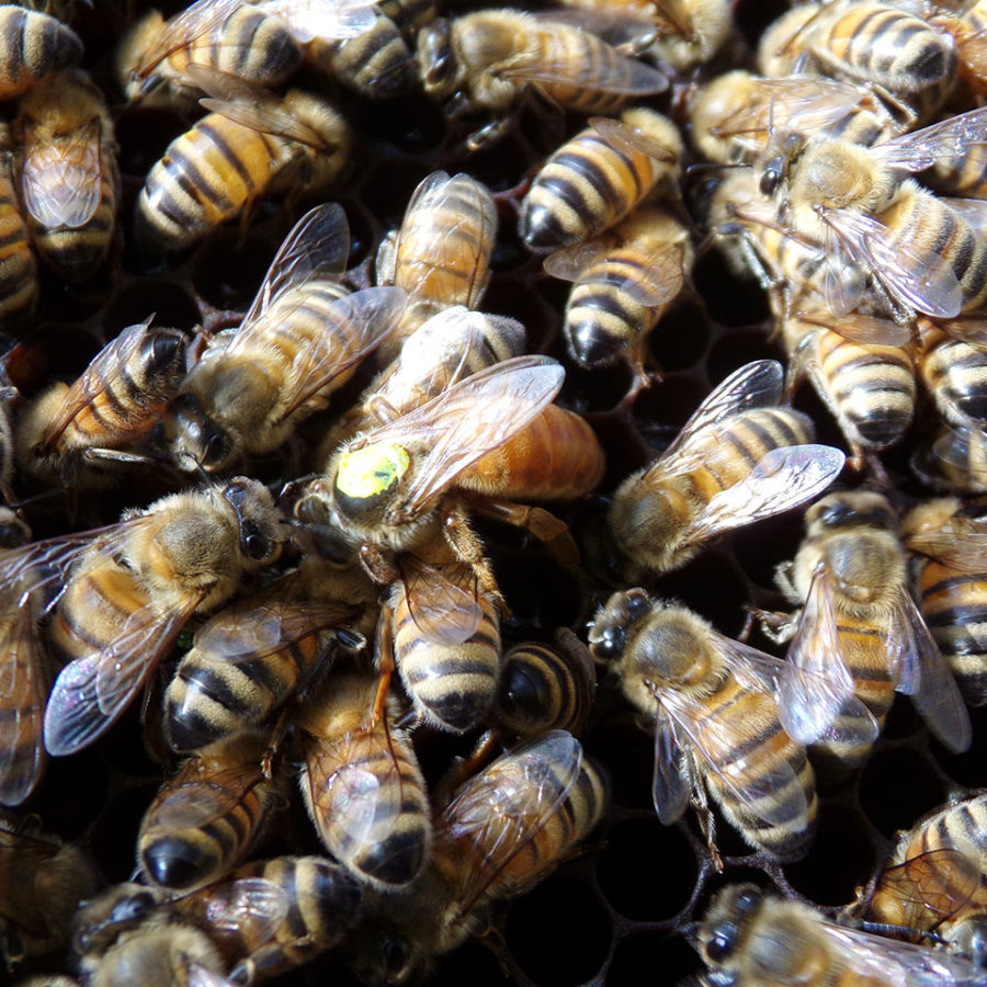 Il Nostro Miele 9 Produzione Miele Villa Civena Sovizzo