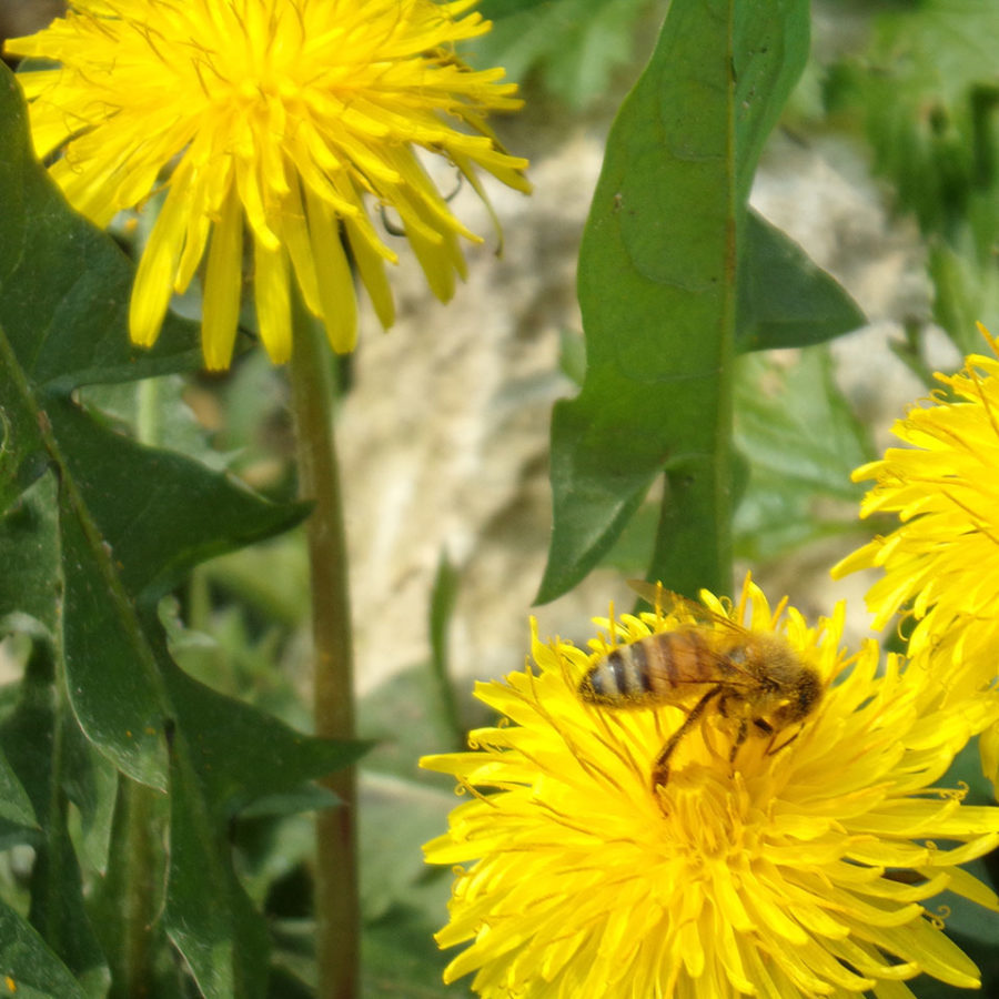 Il Nostro Miele 8 Produzione Miele Villa Civena Sovizzo Vicenza