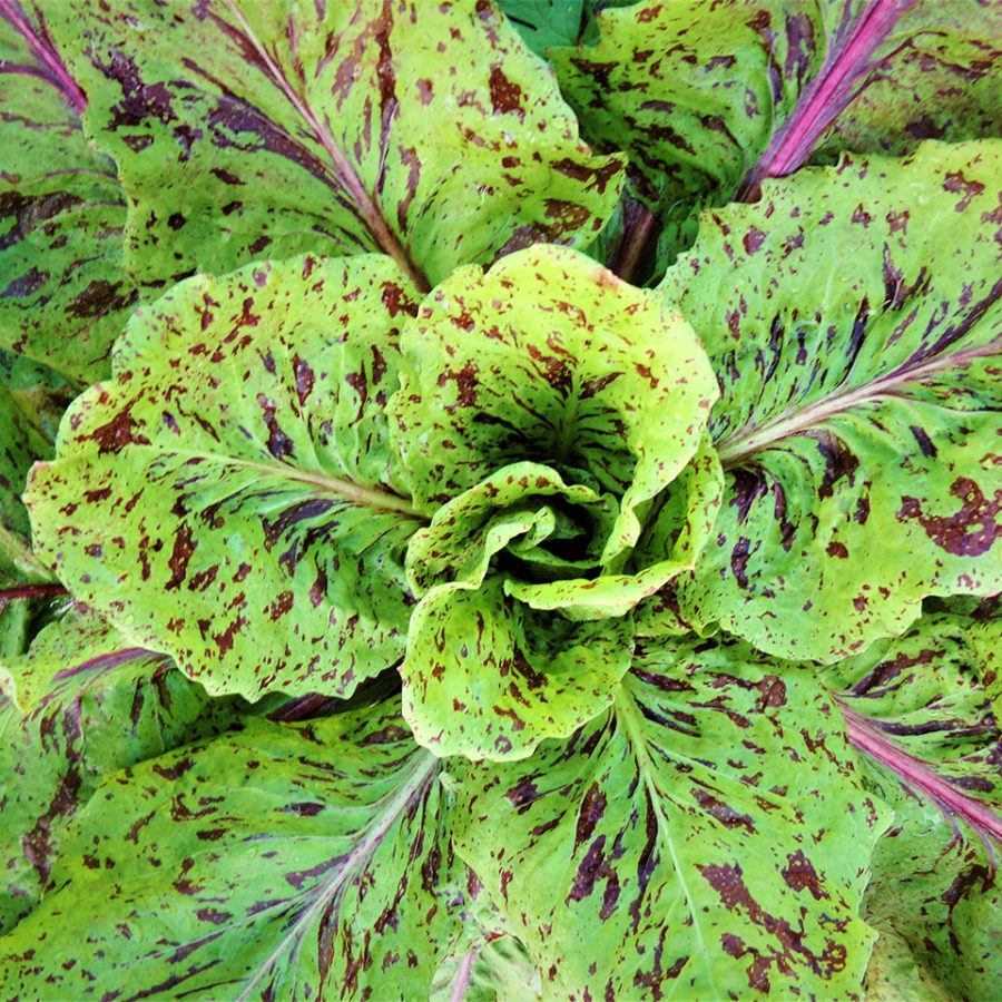 I Nostri Prodotti Agricoli 5 Radicchio