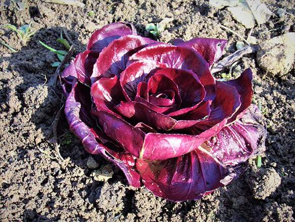 I Nostri Prodotti Agricoli 1 Radicchio rosso Villa Civena Sovizzo Vicenza