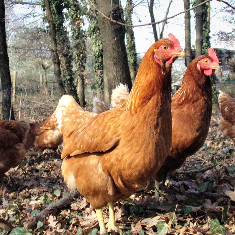 galline da uova